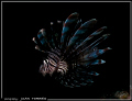   LionFish although invader these waters still magestic. magestic  
